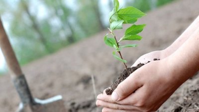 حملة لغراسة 2 مليون شجرة، 50 مليار للتلاميذ والمدارس، مؤتمر التجهيز