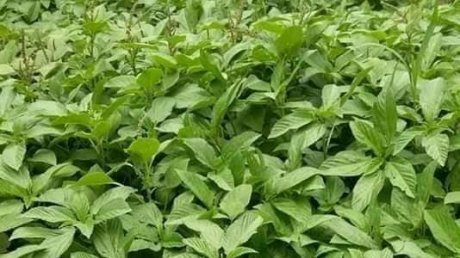 دعمه الاتحاد عن طريق خبراء في الاقتصاد الاجتماعي والتضامني..مجمع الغراغيز بجندوبة يحصل على الميدالية الذهبية