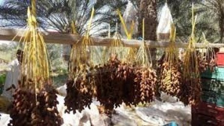 تراجع التصدير، سطوة المضاربين وغياب الدولة عوامل فاقمت أزمة التمور في قبلي وأرهقت الفلاحين