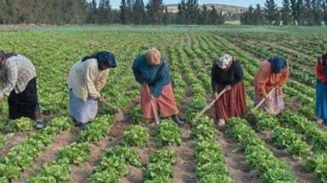 624 ألف امرأة عاملة فلاحية في تونس