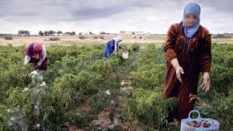 63 %من العاملات الفلاحيات يتعرّضن للعنف اللفظي والمادي والتحرش الجنسي