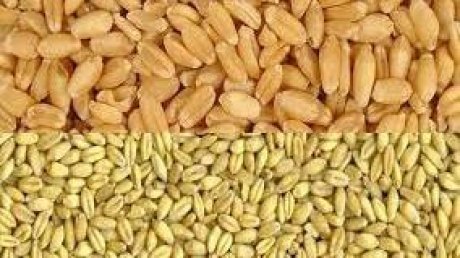 القمح الصلب والشعير متوفران الى موفى ماي واللين الى موفى جوان 2022