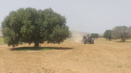 بعد سلسلة من النضال..ديوان الاراضي الدولية ينطلق في استغلال شركة"توسالكو" بالقيروان