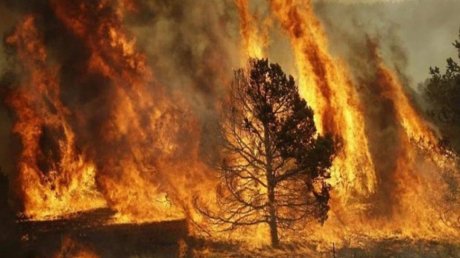 جبل برڨو : السيطرة بنسبة كبيرة على الحريق والوضع مطمئن