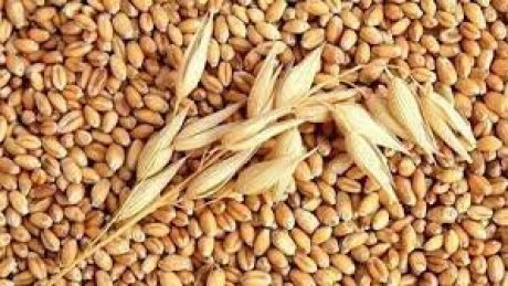 فيما يتواصل توريد القمح اللين والشعير منتوجنا من القمح الصلب يغطي الطلب الى نهاية السنة الحالية