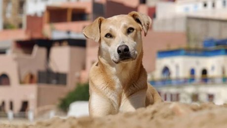 3 ملايين كلب ضال في المغرب.. دعوات لمحاربة الظاهرة الخطيرة