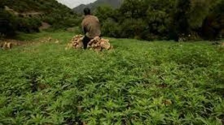 مزارعو القنب الهندي في المغرب ينتظرون تشريع إنتاجهم لتحسين أوضاعهم