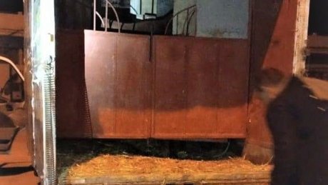 داخل شاحنة خفيفة معدة لنقل الخيول :حجز كمية من الملابس الجاهزة والاحذية والحقائب اليدوية المهربة