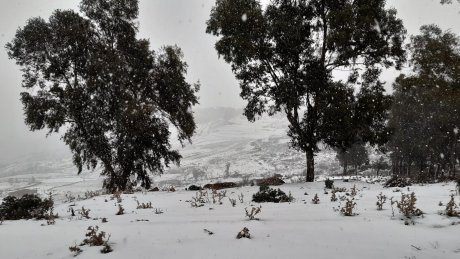 ثلوج: اللجنة الجهوية لتفادي الكوارث و تنظيم النجدة بجندوبة على اتم الاستعداد لمجابهة أي طارئ