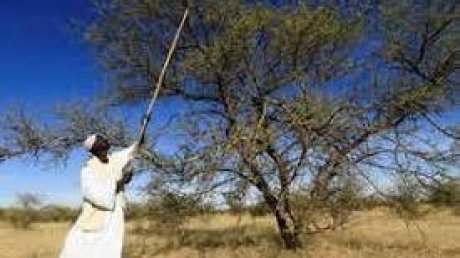 منتجو الصمغ العربي في السودان يتمسكون بزراعته رغم التحديات