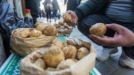 مقتل ثمانية أشخاص بانفجار لغم أثناء توجههم لجمع الكمأة في سوريا
