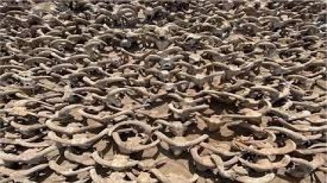 اكتشاف أكثر من ألفين من رؤوس الكباش المحنطة في جنوب مصر