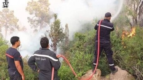 أية خطة لحمايتها من الحرائق؟ : غاباتنا تمسح 5,7مليون هكتار ويقطنها مليون ساكن توفر لهم 40٪من المداخيل