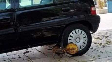 سليانة: كبالات لعجلات السيارات المخالفة لشروط الوقوف