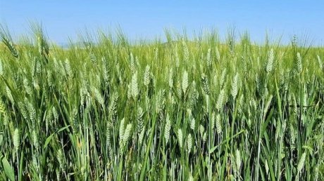 القيروان: منتجو الحبوب يطالبون بتوفير الاسمدة والبذور الممتازة استعدادا لموسم الزراعات الكبرى المقبل
