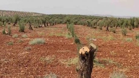 نابل: أشخاص يقطعون شجرة الزيتون بأكملها لسرقة حبّاتها