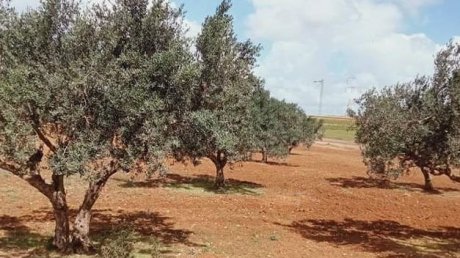 في ولايتيْ القيروان والقصرين: وزارة أملاك الدّولة تسترجع 106,5 هكتار من أراضيها
