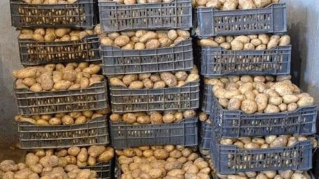 غار الملح: حجز 15 طنا من البطاطا في مخزن عشوائي