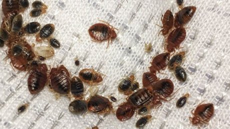 غلق 7 مدارس في فرنسا بسبب البق