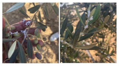 وزارة الفلاحة تنفي اصابة بعض أصول الزياتين بالحشرة القرمزية