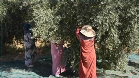 قفصة: انطلاق موسم جني الزيتون وسط تقديرات بإنتاج 88 ألف طن