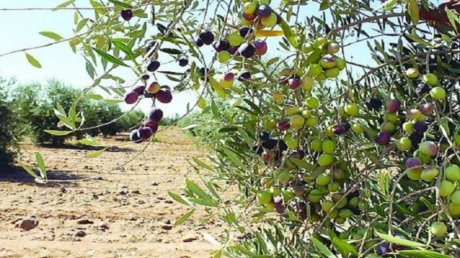 قابس: تقديرات بإنتاج 70 ألف طن من الزيتون