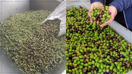 باجة: غرة نوفمبر افتتاح موسم جني الزيتون والصابة تقدّر بـ 32 ألف طن