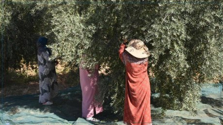 سيدي بوزيد: اعطاء اشارة انطلاق موسم جني الزيتون