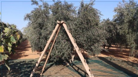 سوسة: انطلاق موسم جني الزيتون في ظل ارتفاع الصابة إلى 37 ألف طن