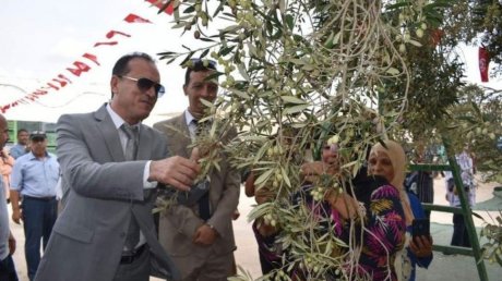 المهدية : افتتاح موسم جني الزيتون وسعر اللتر بين 20 و 25 دينارا