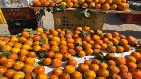 باجة: انطلاق موسم جني ثمار الكريمة بوشتاتة