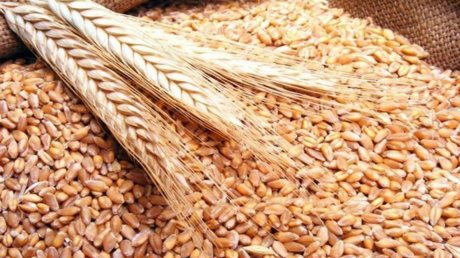 انطلاق موسم الزراعات الكبرى بقفصة