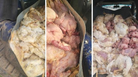 نابل: ضبط شاحنة تنقل 320 كغ من لحوم الدواجن غير صالحة للاستهلاك