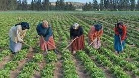 اوضاع لا تطاق في قطاع الفلاحة وتمسك بالحقوق والتعهدات