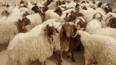 حذر من تحكم السماسرة في السوق : اتحاد الفلاحين يؤكد ان عدد الاضاحي محدود و يفضل بيعها بالميزان