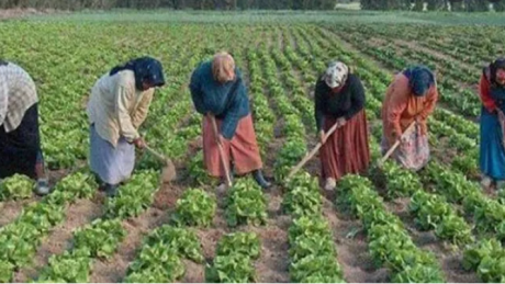 هل للتربية الجنسية أهمية في الصحة والسلامة المهنية لدى العمال والعاملات الفلاحيين؟