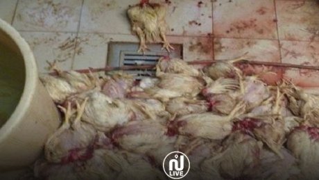 الكشف عن مذبح عشوائي للدواجن : حجز 480 كغ من الدجاج المذبوح و575 كغ من الدجاج الحي