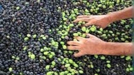 سيهتم بمسالة الري وتنمية الزياتين : تونس تحتضن مقر المكتب العربي للزيتون