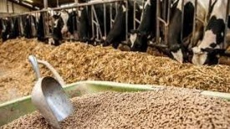 ازمة الاعلاف تفاقم ظاهرة الاحتكار وتؤرق المربين