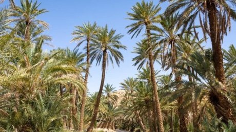طقس اليوم الجمعة : أجواء حارة و إرتفاع نسبة الرطوبة في قطاع غزة و طقس صاف في تونس