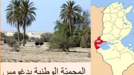 توزر: تأجيل اضراب عملة الحديقة الوطنية بدغومس واتفاق على مواصلة الحوار