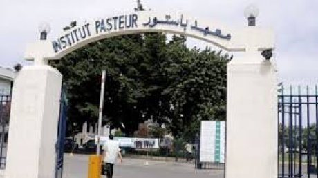 معهد باستور يسجل أكثر من 1200 عينة يشتبه في حملها للكلب أغلبها من القطط