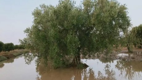 طقس اليوم الثلاثاء : أجواء صافية في قطاع غزة و أمطار رعدية في تونس
