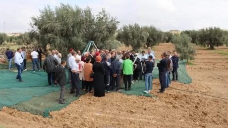 المهدية: انطلاق موسم جني الزيتون بزيادة بـ 45 بالمائة