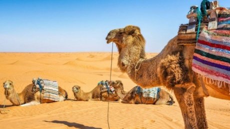 توزر تستعد للصالون الدولي الأول للسياحة الواحية والصحراوية