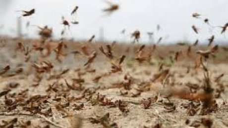 ظهر في جنوب ليبيا : هل أن بلادنا في مأمن من الجراد الصحراوي ؟