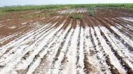 حسب منظمة الأغذية والزراعة : منطقة الشرق الأوسط وشمال أفريقيا عرضة لتملح التربة