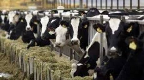 حسب اتحاد الفلاحة : الفارق بين الكلفة وسعر البيع يكلف مربي الابقار خسائر بثلاثة مليارات