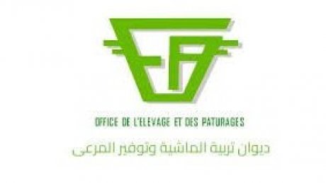 بوادر انفراج في ديوان تربية الماشية و توفير المرعى وتأجيل الإضراب إلى يوم الخميس 10 أفريل المقبل