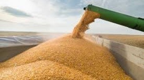 قطاع الحبوب : تغيرات مناخية تبعث على البحث عن حلول بديلة